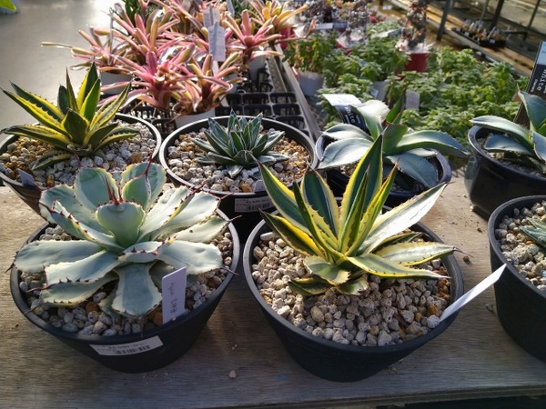 SOGAWA STREET SPINE4