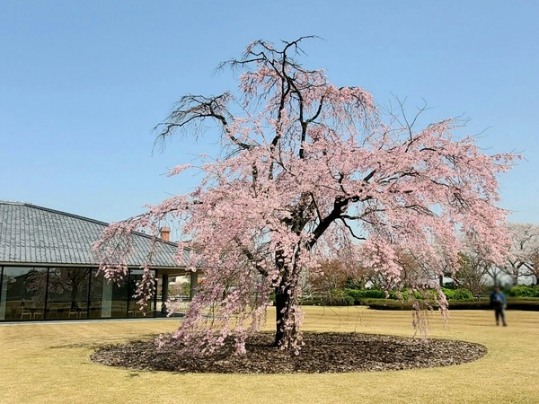 しだれ桜ライトアップ7