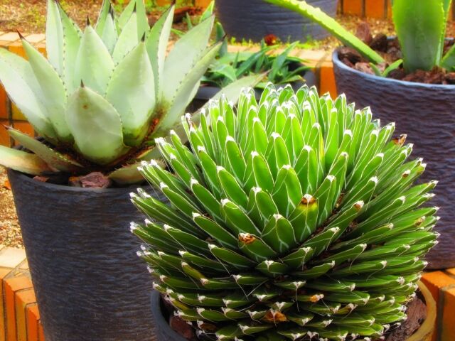 耐寒性アガベ オバティフォリア斑入り◇ドライガーデン錦ユッカ多肉サボテン　ヤシ 耐寒性アガベ オバティフォリア オルカ斑入り◇ドライガーデン錦ユッカ