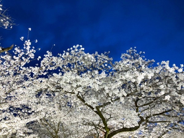 観桜の会2