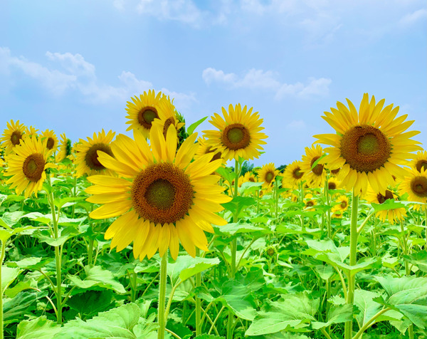 SUNFLOWER