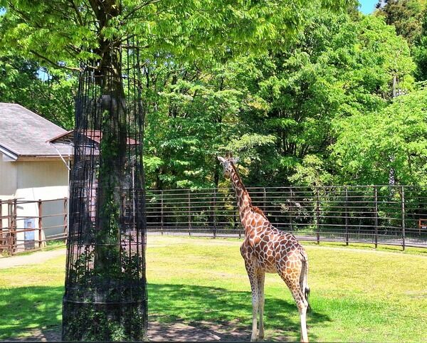 今年もファミパで熱い戦い！ファミリーパークの動物人気ナンバーワンは？！『第3回ファミパ動物選挙』開催。選挙期間3月15日～4月5日。結果発表4月12日。