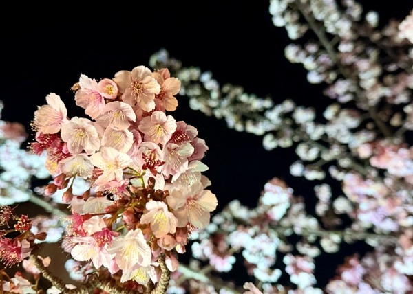 観桜の会3