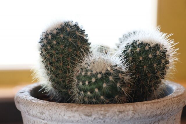 いろんなフォルムのサボテンが集結！総曲輪にある『SOGAWA BASE』で