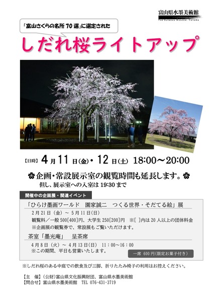 しだれ桜ライトアップ2