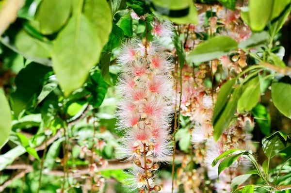 植物園5