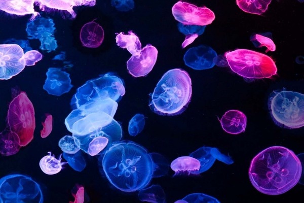 ヒーリングクラゲタリウム1