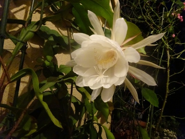 植物園7
