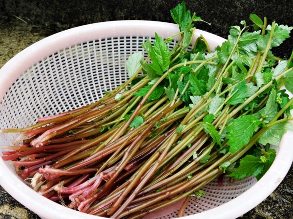 クックパッド５