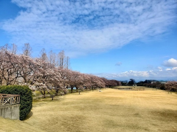 お花見フェア3