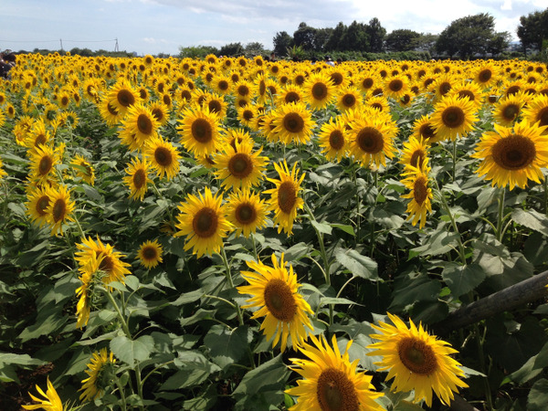 SUNFLOWER