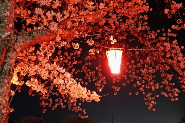 たいこうさくら４