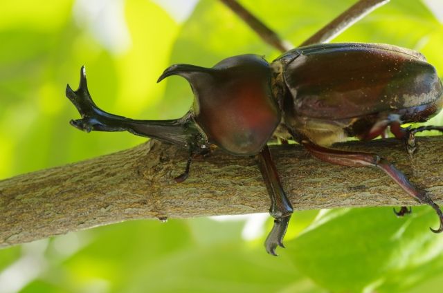 市民プラザ でカブトムシを捕まえる まちなかでカブトムシをつかまえよう 8月11日開催 捕まえたカブトムシ1匹プレゼント 富山デイズ 富山県富山市の地域情報サイト