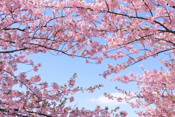 ふちゅう曲水の宴2