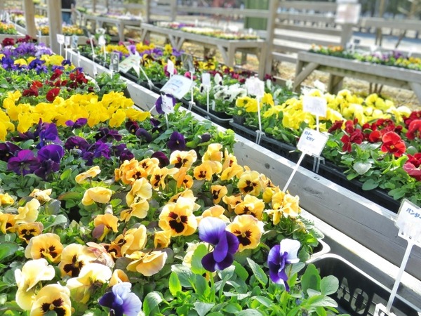 花と緑のフェスティバル