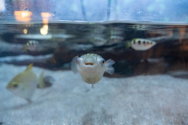 あそべ~る水族館