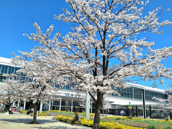 お花見イベント⑤