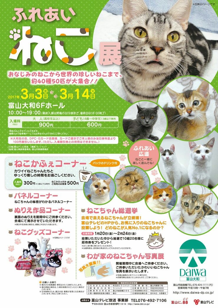 かわいい猫ちゃん大集合 ふれあい猫展 開催 富山大和 で3月3日 14日まで 富山デイズ 富山県富山市の地域情報サイト