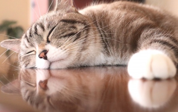 いぬねこ2