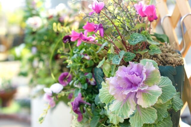グランドプラザ が花と緑につつまれる 花と緑で彩るまちづくり 花と緑のフェスティバル 5月8日 9日開催 富山デイズ 富山県富山市の地域情報サイト