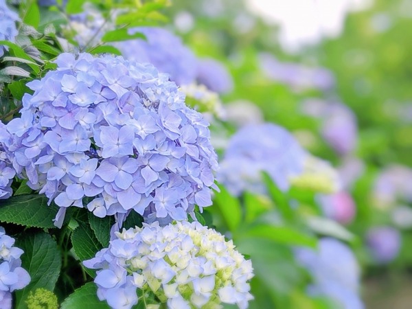 6月1