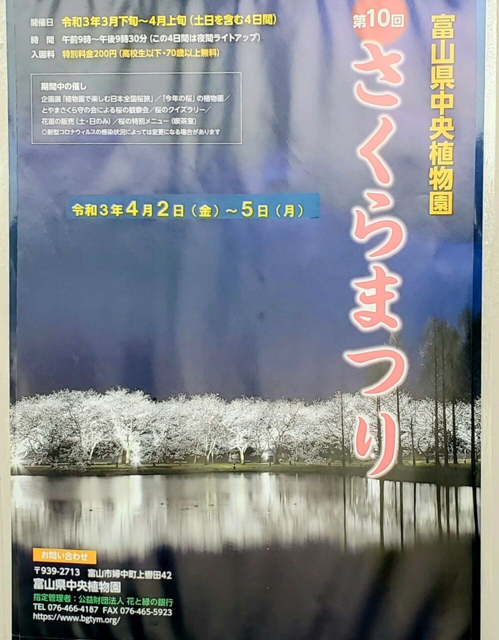桜のトンネルをライトアップ 富山県中央植物園 で 第10回さくらまつり 開催 4月2日 5日 富山デイズ 富山県富山市の地域情報サイト