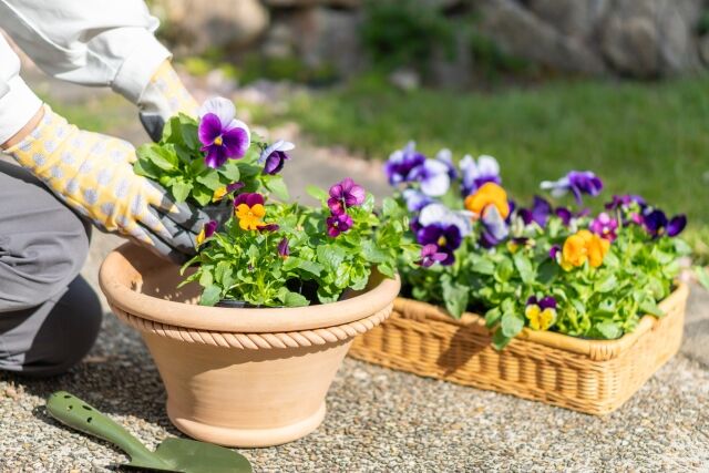 今年も開催！『グランドプラザ』が花と緑に！『花と緑のフェスティバル