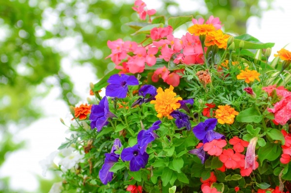 花と1