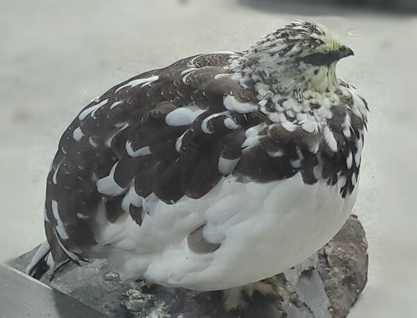 ファミパ動物選挙2