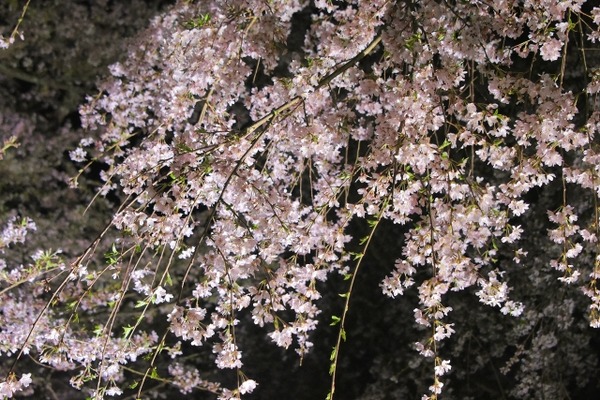 しだれ桜ライトアップ1
