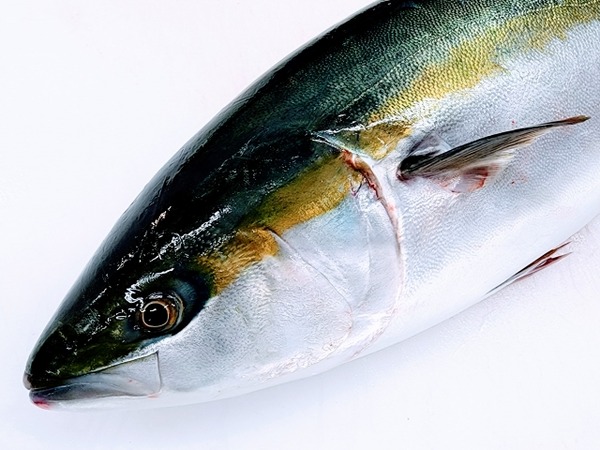 ブリカニ総選挙4