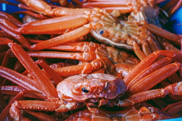 第3回ブリカニ総選挙