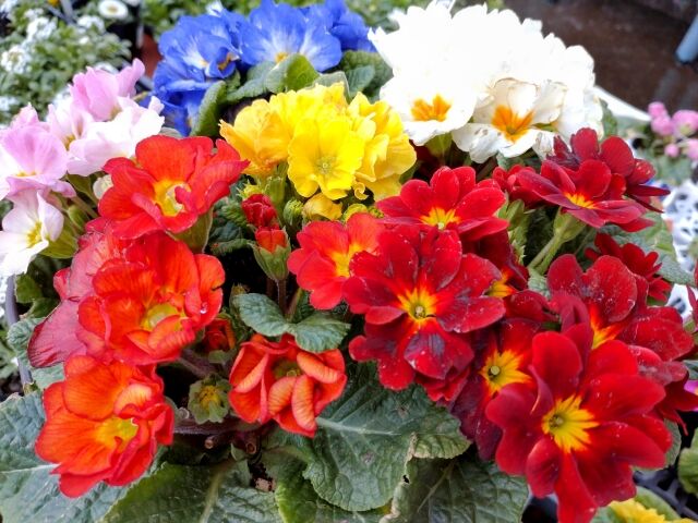 グランドプラザ が花と緑につつまれる 花と緑で彩るまちづくり 花と緑のフェスティバル 5月14日 15日開催 富山デイズ 富山県富山市の地域情報サイト