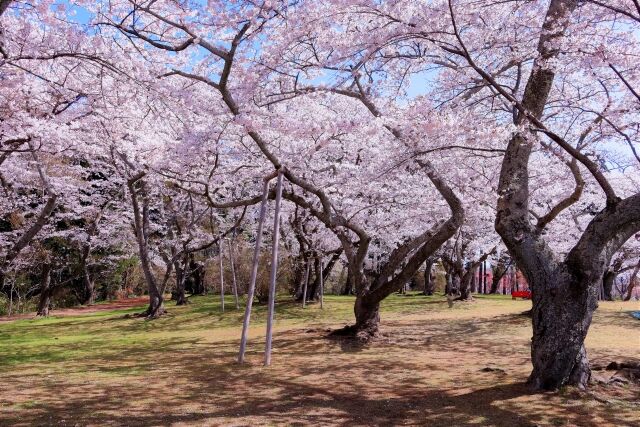22年の桜はいつ開花する 仙台の 桜開花予想22 を日本気象協会が発表 今年は平年並みの予想 仙台プレス 宮城県仙台市の地域情報サイト