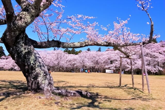 今年の桜開花日はいつ 仙台の 桜開花予想21 を日本気象協会が発表 今年は早い開花予報 仙台プレス 宮城県仙台市の地域情報サイト