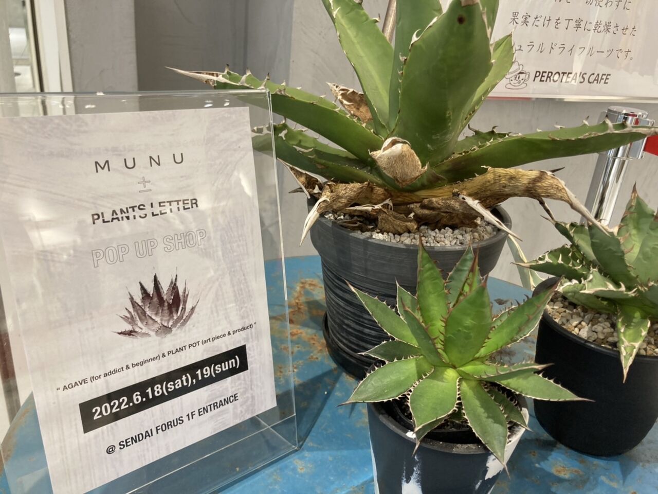 東北初出店 仙台フォーラス 1階エントランス特設売場で Munu Plant S Letter ムヌ プランツレター なる植物のpop Up Shopが期間限定オープンするらしい 6月18日 19日 仙台プレス 宮城県仙台市の地域情報サイト