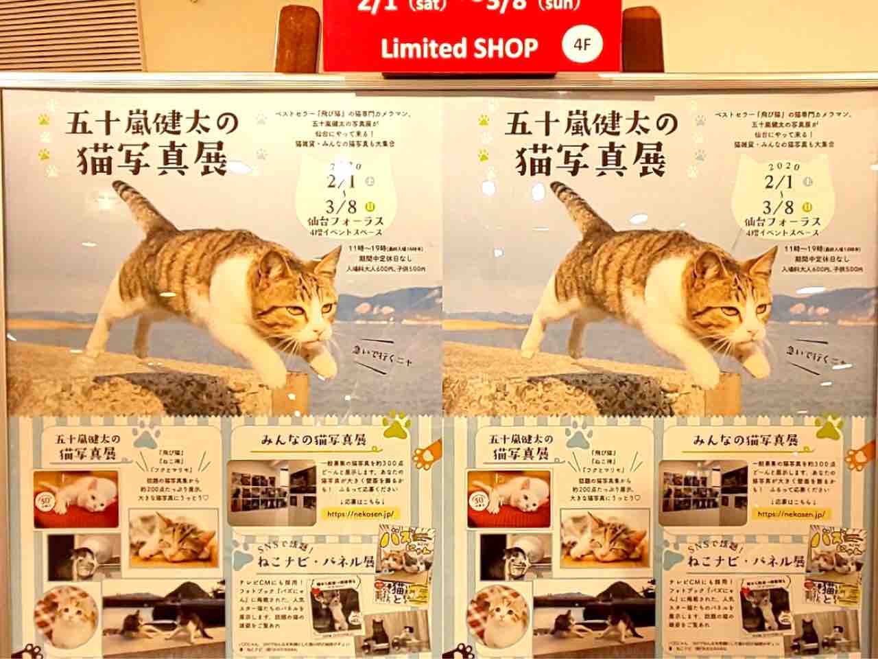 青葉区 仙台forus 4階イベントスペースで 五十嵐健太猫写真展 が開催されるらしい 2月1日 3月8日 仙台プレス 宮城県仙台 市の地域情報サイト 青葉区 仙台forus 4階イベントスペースで 五十嵐健太猫写真展 が開催されるらしい 2月1日 3月8日 仙台プレス 宮城県仙台 市の地域情報サイト