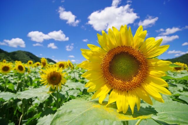 初開催 ひまわりと七夕を同時に楽しむ せんだい農業園芸センター みどりの杜 で ひまわりと青空と七夕 開催 7月31日 8月15日 仙台プレス 宮城県仙台市の地域情報サイト