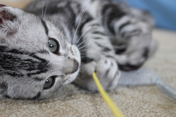 ねこ1