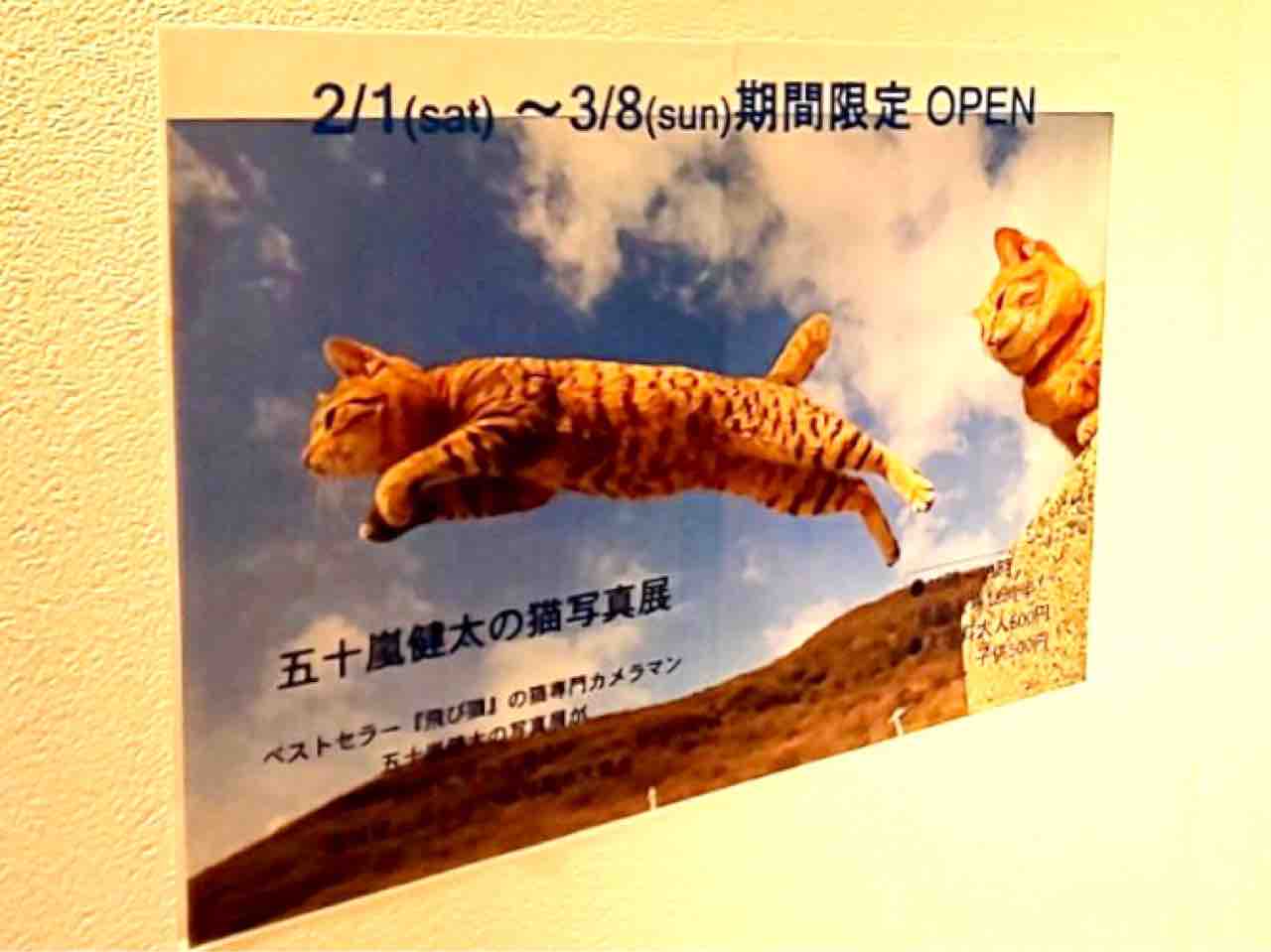 青葉区 仙台forus 4階イベントスペースで 五十嵐健太猫写真展 が開催されるらしい 2月1日 3月8日 仙台プレス 宮城県仙台 市の地域情報サイト 青葉区 仙台forus 4階イベントスペースで 五十嵐健太猫写真展 が開催されるらしい 2月1日 3月8日 仙台プレス 宮城県仙台 市の地域情報サイト