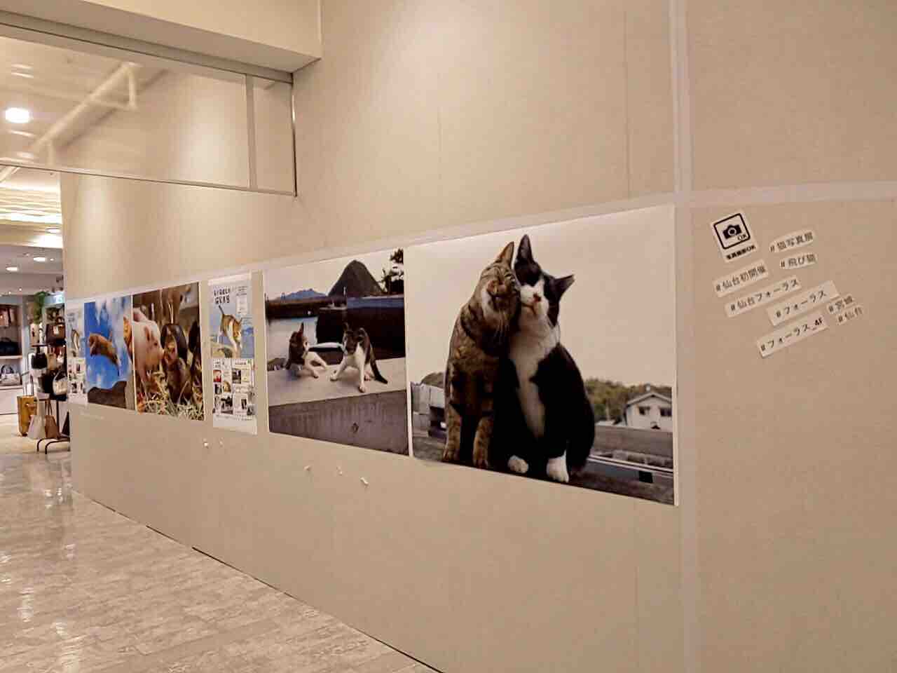 青葉区 仙台forus 4階イベントスペースで 五十嵐健太猫写真展 が開催されるらしい 2月1日 3月8日 仙台プレス 宮城県仙台 市の地域情報サイト 青葉区 仙台forus 4階イベントスペースで 五十嵐健太猫写真展 が開催されるらしい 2月1日 3月8日 仙台プレス 宮城県仙台 市の地域情報サイト