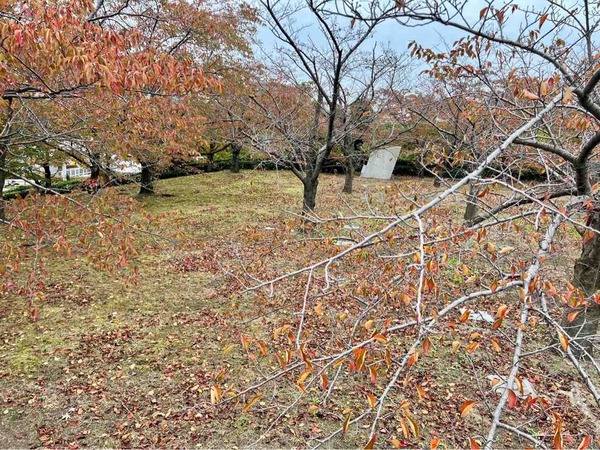 白山公園駐車場 落ち葉プレゼント