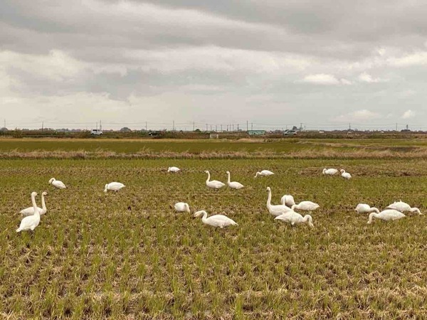 11月 新潟市 イベント 3連休