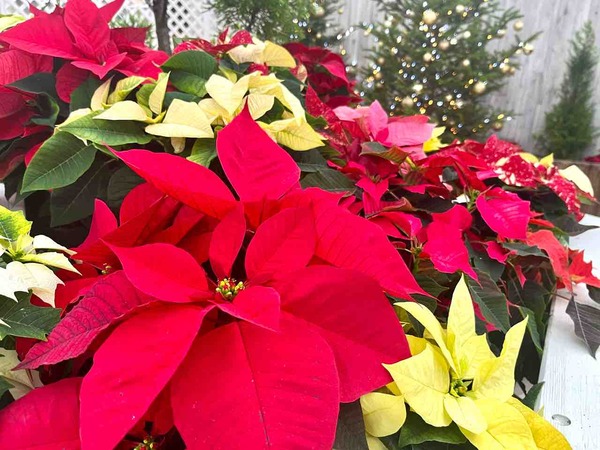 新潟県立植物園 クリスマス展