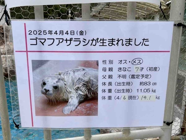 ゴマフアザラシ