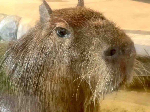 カピバラゆず湯 いくとぴあ