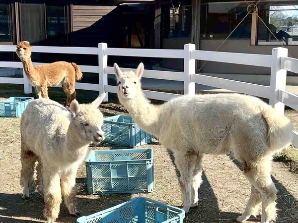 いくとぴあ　イベント