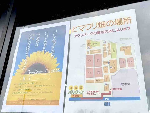 Sun Flower Fes2026