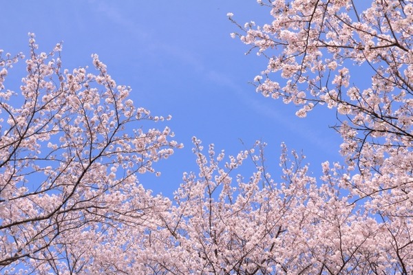 西川さくらマルシェ