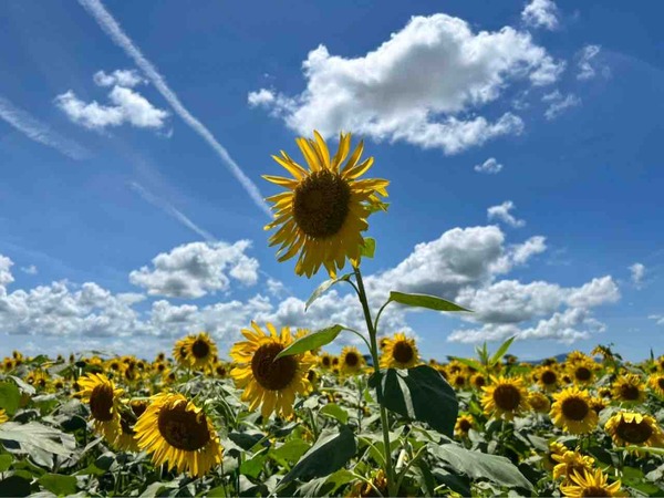 Sun Flower Fes2025